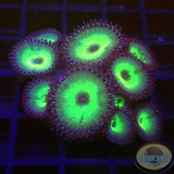 Krustenanemonen „Mind Blowing“ WYSIWG