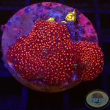 Discosoma spp. & Paradise Zoa „Scarlet“ WYSIWYG „AD Special“