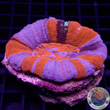 Homophyllia australis „Superman“ WYSIWYG