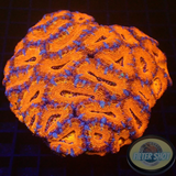 Micromussa spp. 🌈 „Rainbow Steven“ WYSIWYG