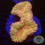 Lobophyllia spp. „Creamy“ WYSIWYG „AD Special“