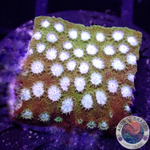 Cyphastrea spp. „Splendiferous“ WYSIWYG