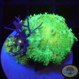 Discosoma neglecta „Caribic Joy & Friends“ WYSIWYG „AD Special“