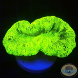 Trachyphyllia spp. „Marble“ WYSIWYG