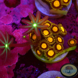 Krustenanemonen „King Midas & Knopia“