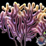 Melithaea spp. „Color Play“ XL