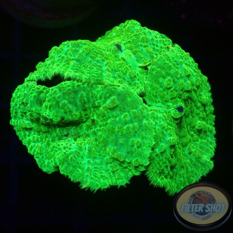 Rhodactis spp. „Toxic“ WYSIWYG