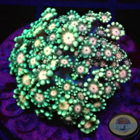 Alveopora spp. „Gentle Flower“ WYSIWYG