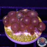 Krustenanemonen „Gorilla Nipple“ WYSIWYG