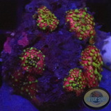 Discosoma spp. „Lava Rock“ WYSIWYG „AD Special“