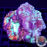 Trachyphyllia spp. „Tracy‘s Backpack“ WYSIWYG