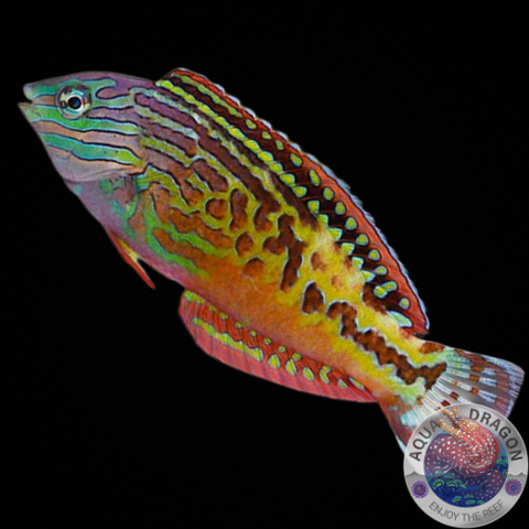 Macropharyngodon bipartitus „Dimantlippfisch“ männlich