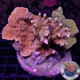 Montipora spp. „Monti Club“ WYSIWYG „AD Special“