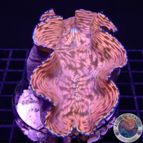 Tridacna derasa WYSIWYG