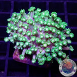 Alveopora spp. „Toxic Flower“