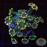 Alveopora spp. „Gigi“