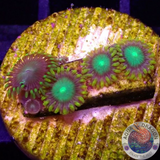 Krustenanemonen „Tropical Radioactive“ WYSIWYG