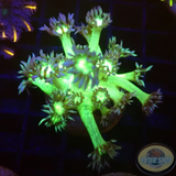 Goniopora spp. „Kryptonite“ WYSIWYG