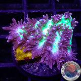 Hydnophora spp. „Blueberry Blast“ WYSIWYG