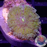 Ricordea yuma „Goldy“ AD Special