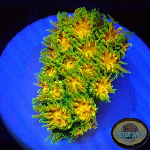 Leptastrea spp. “John Deere”