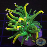 Euphyllia glabrescens “Mojito”