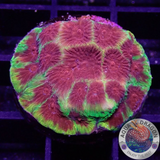 Favia spp. „Chemical Warfare“ WYSIWYG