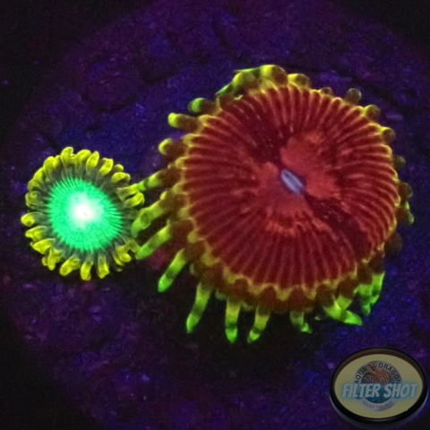 Krustenanemonen „Radioactive Chili“