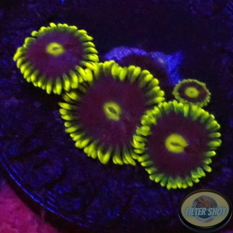 Krustenanemonen „Corona“ WYSIWYG