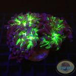 Euphyllia paraancora “Sticky Fingers” WYSIWYG