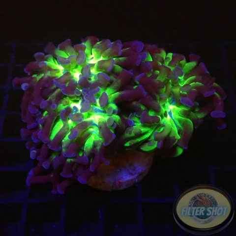 Euphyllia paraancora “Sticky Fingers” WYSIWYG
