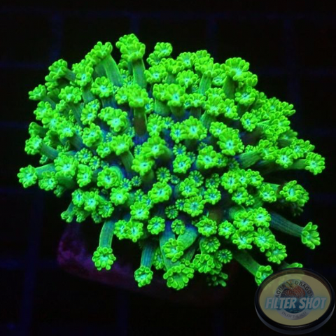 Alveopora spp. „Toxic Flower“
