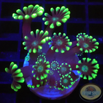 Alveopora spp. „Marindo“
