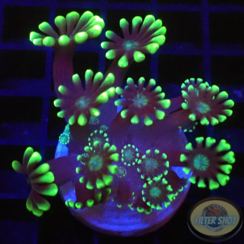 Alveopora spp. „Marindo“