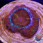 Micromussa spp. „Baby Rainbow“ 🌈