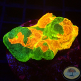 Echinophyllia spp. „Stained Glass“ WYSIWYG