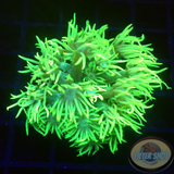 Goniopora spp. „Fuzzy Flower“ AD Special