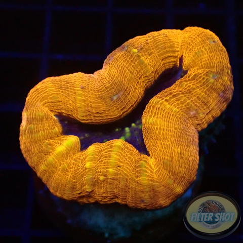 Lobophyllia spp. „Pumpkin“ WYSIWYG