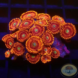 Krustenanemonen „Miovski“ WYSWIYG