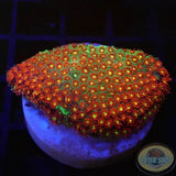Bernardpora spp. „Micky“ AD Special