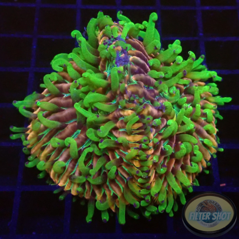 Fungia spp. „Double Rainbow“ WYSIWYG