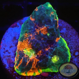 Echinophyllia aspera „Rainbow Bugatti“ 🌈 WYSIWYG