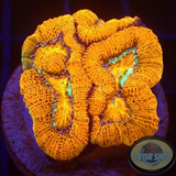 Australophyllia wilsoni „Martian“