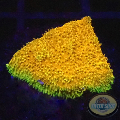 Psammocora spp. „Watermelon“
