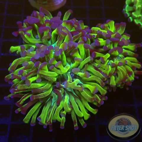 Euphyllia paraancora “Omega” WYSIWYG “AD Special”