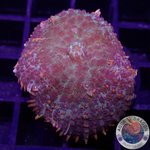 Rhodactis spp. „FFR“