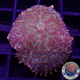 Rhodactis spp. „FFR“