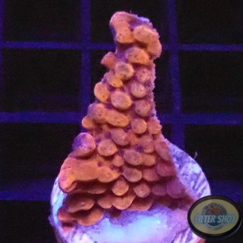 Montipora palawanensis “Flaming Phoenix” WYSIWYG