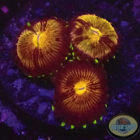 Krustenanemonen „Nirvana“