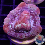 Homophyllia bowerbanki „Sicario“ WYSIWYG